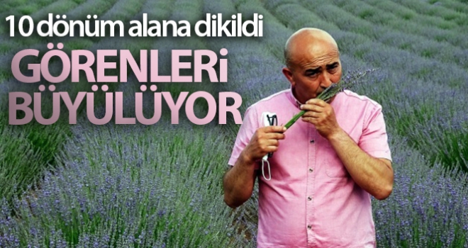 10 dönüm alana dikildi, görenleri büyülüyor