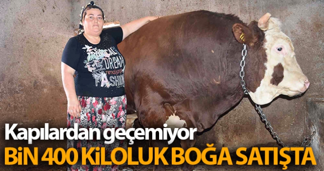 Kapılardan geçemeyen bin 400 kilogramlık boğa satışta