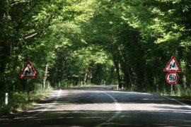 Doğal ağaç tünelli yol kendisine hayran bırakıyor
