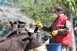 Avrupa'da hayvanlara kıyım, Bursa'da ziyafet var