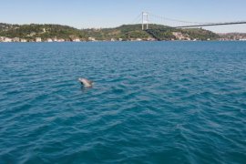 Yunusların mest eden Boğaz eğlencesi