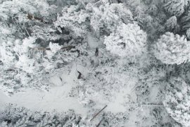 Karla kaplı ormanda drone ile geyikleri böyle görüntülediler