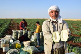Dışı karpuz, içi kavun, tadı salatalık gibi