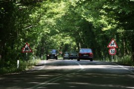 Doğal ağaç tünelli yol kendisine hayran bırakıyor