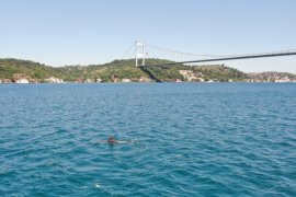 Yunusların mest eden Boğaz eğlencesi