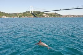 Yunusların mest eden Boğaz eğlencesi
