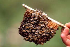 Okul harçlığı için başladığı arcılık gelir kapısı oldu