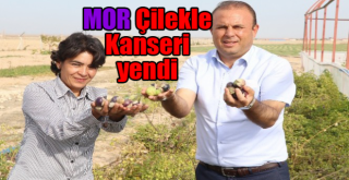 Yakalandığı meme kanserini yetiştirdiği mor çilekle yendi